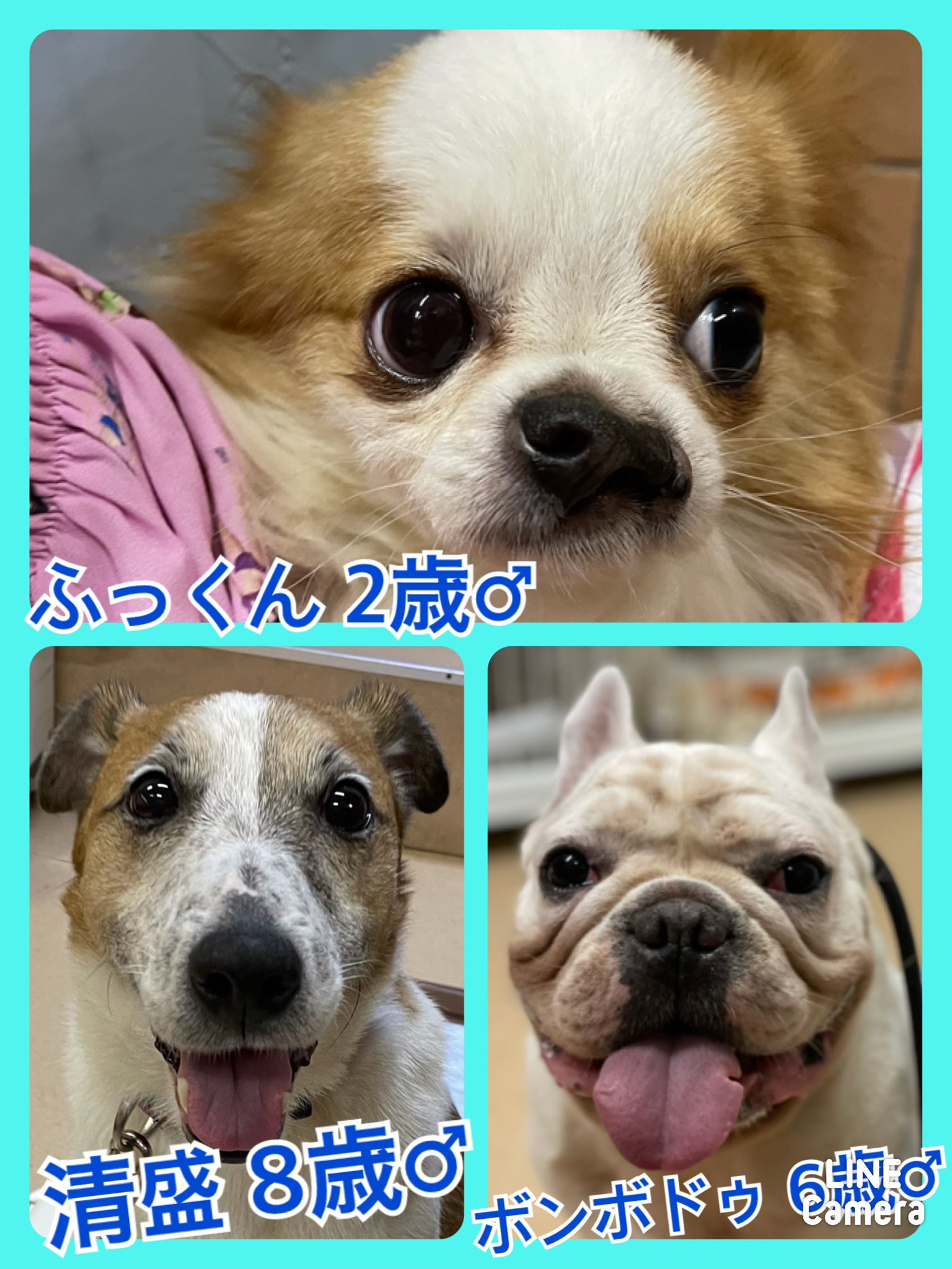 🐾今日の里親様募集中ワンコ🐶メンバーです🐾2021,5,20